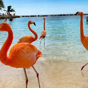 Yoyita Aruba (adults Only) Pensión